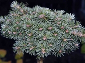 Abies koreana 'Blauer Eskimo' Pa